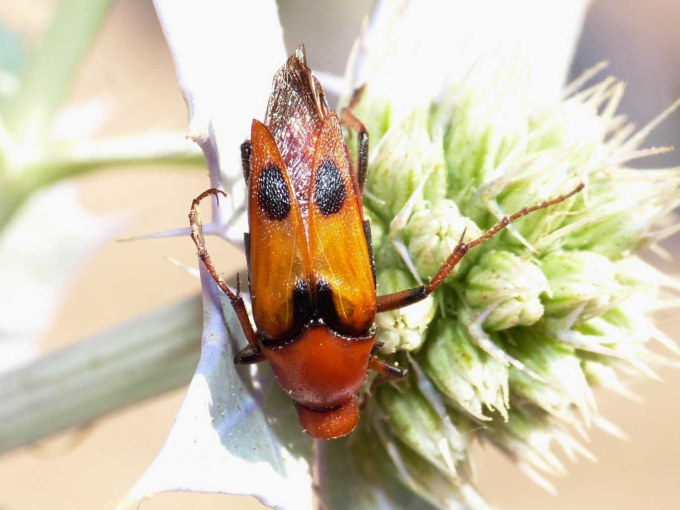 Macrosiagon tricuspidatum? (Rhipiphoridae)